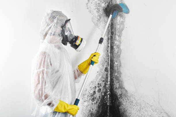 Best Mold Remediation for Healthcare Facilities  in Belfast, ME