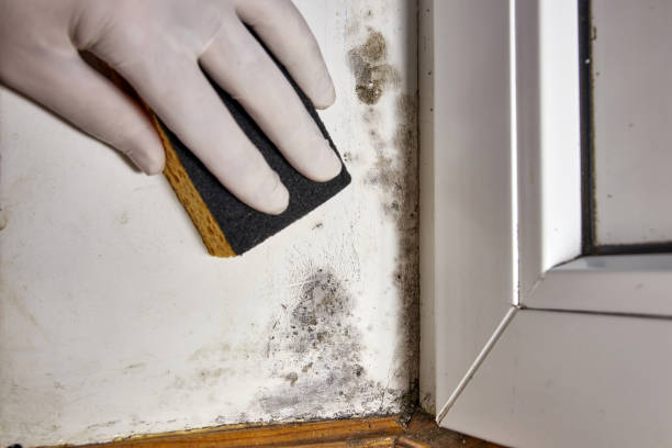 Best Basement Mold Removal  in Belfast, ME