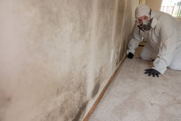 Best Comprehensive Air Testing for Mold Contaminants  in Belfast, ME